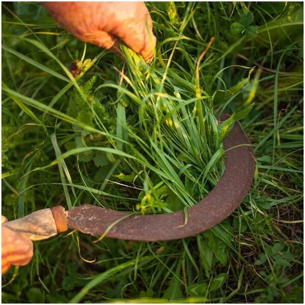 Hand Sickle (hassiya) (drati) - Image 5